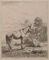 TvB G 0749
<br/>
Muilezel met een bel
<br/>
<em>Dujardin, Karel (1622-1678)</em>